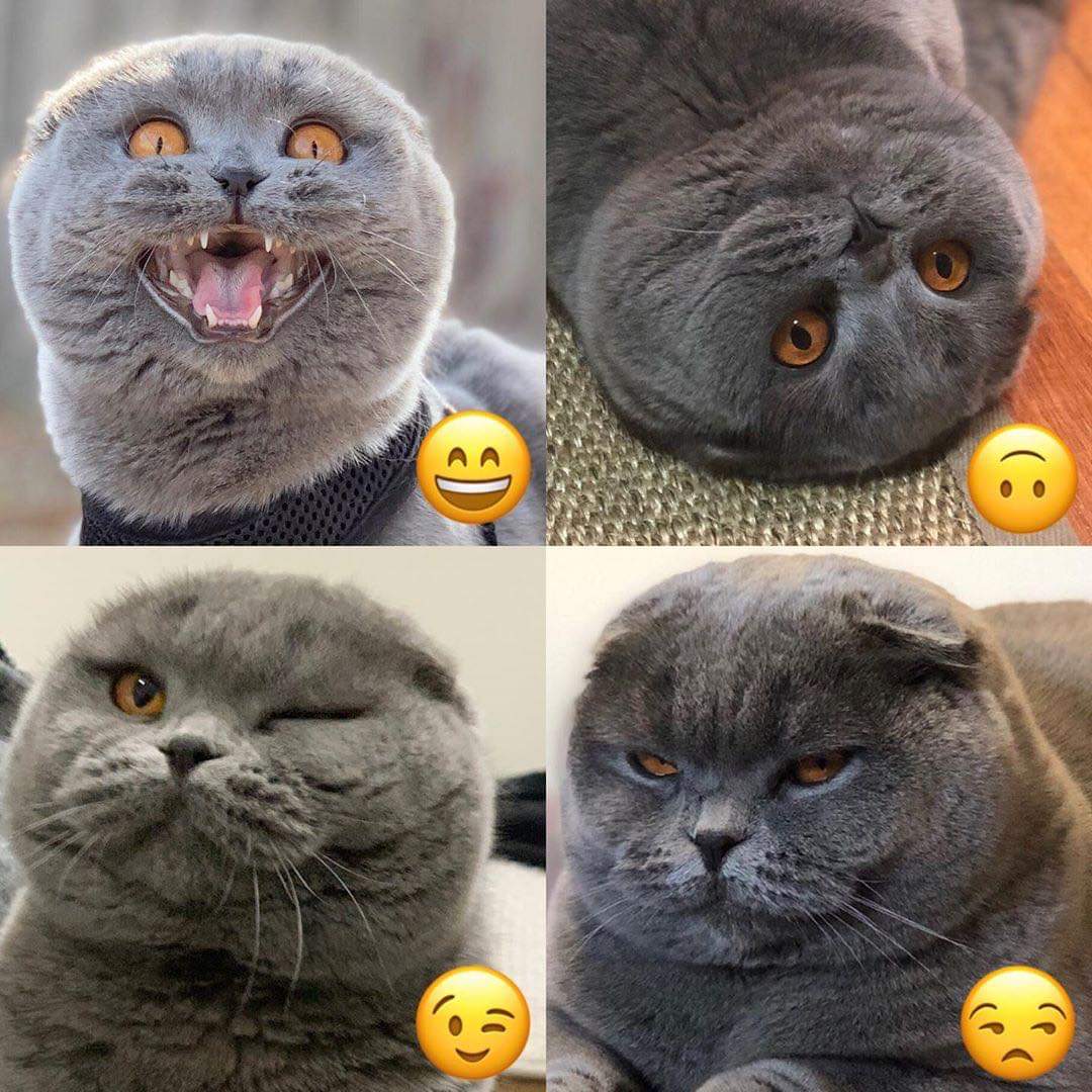 KucingBertweet's tweet photo. Emoji - Cat version  🤣😂😻 https://t.co/WR0m7AQrwd
