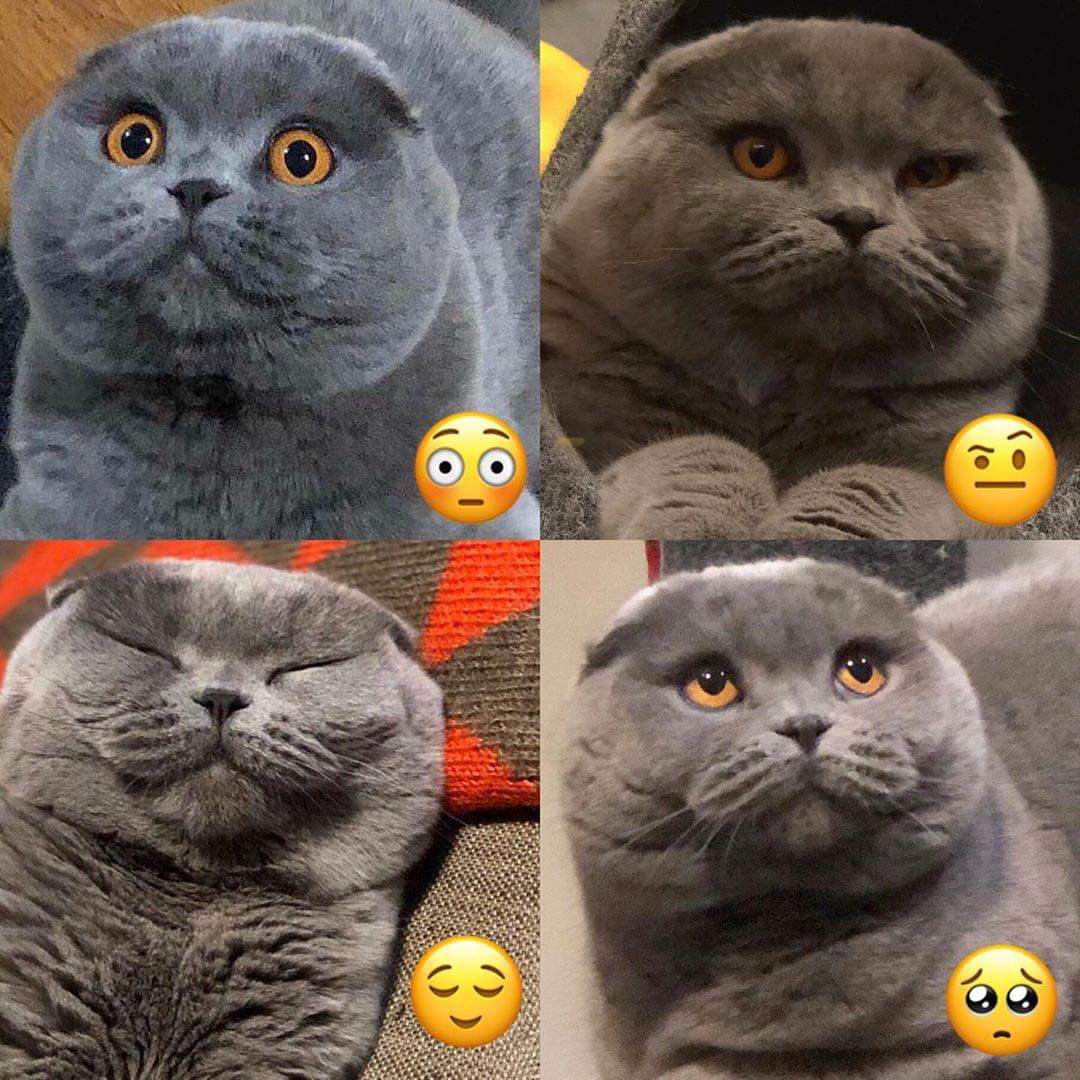KucingBertweet's tweet photo. Emoji - Cat version  🤣😂😻 https://t.co/WR0m7AQrwd