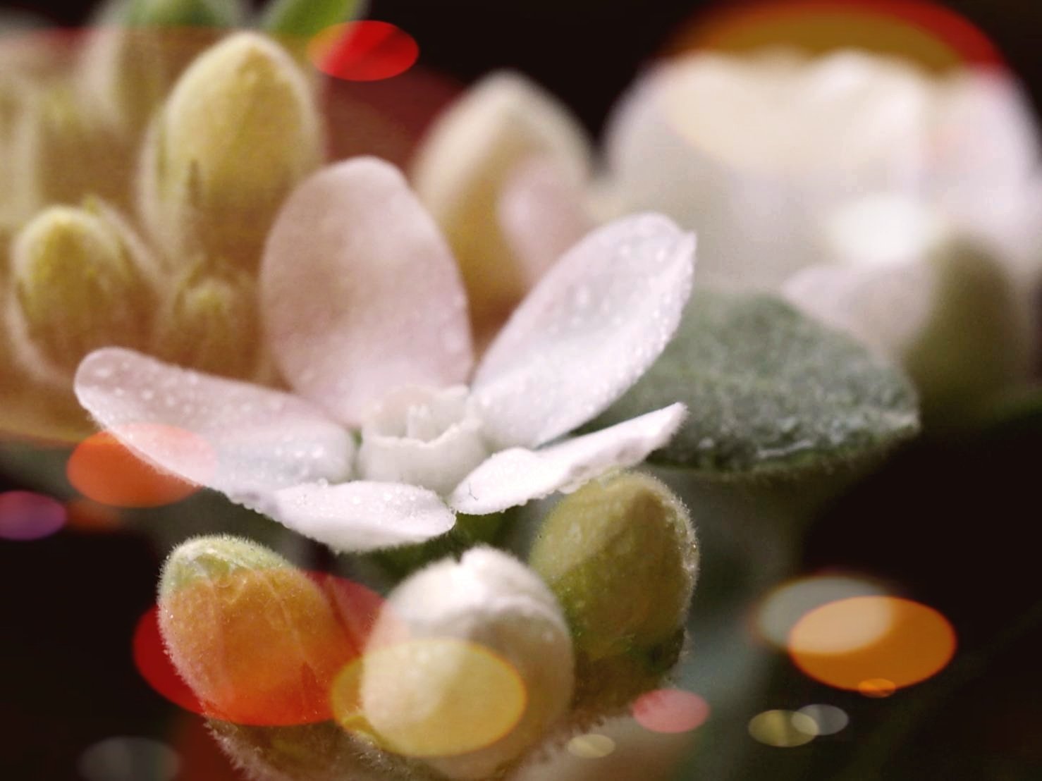 花凛𓂃 𓈒𓏸 ꕤ 花写真 ホワイトスター 花言葉 信じ合う心 ᴗ ˬᴗ T Co Szmwmg3ser Twitter
