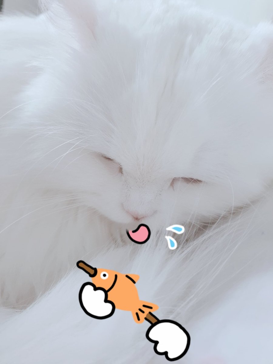 스노우로 몽이를 찍은거ㅋㅋㅋㅋ