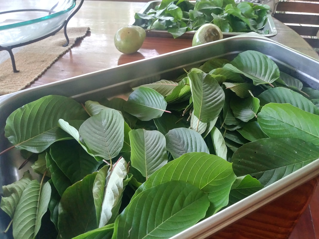 BotanicalsKay's tweet photo. If you are looking at the different products today, we introduce to you 5 unusual ways to consume Kratom today.

Read more at: https://t.co/QMciorWRwE

#buykratom #buykratomonline #kratomsale #kratomforsale #kratomonline #kratombuy #consumekratom #consumptionofkratom #takekratom https://t.co/oqh8YTGHfc