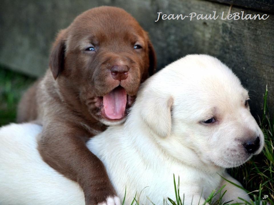 Have a happy, productive day! Be kind and respectful to others. Someone you meet might need a kind word, a smile, a hug.
"Puppy Love" photo by Jean-Paul LeBlanc