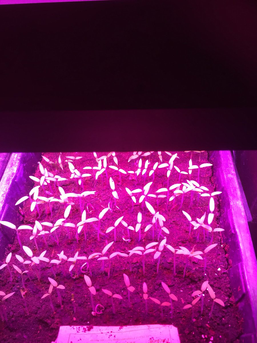 Tomatoes and peppers on the heat mat and underneath the grow lamp , all powered by our wind turbine and solar panels #organic #offgrid #CSA #cambridge