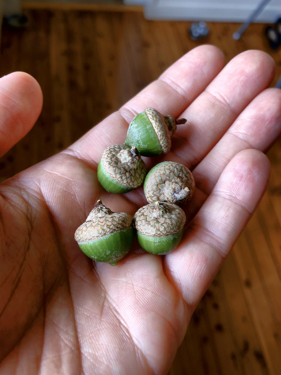 BonsaiEtcetera's tweet photo. Any advice from the oak experts on germination method for acorns? I’m keen for an oak bonsai!
#Bonsai #bonsaitree #bonsaigarden #bonsailife #bonsailovers #bonsailove #bonsaiart #bonsaiwork #instabonsai #bonsaicare #oak #oaktree #acorn #oakbonsai https://t.co/jhnUZIJhuV