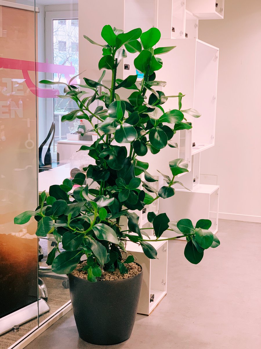 We added plants in our <a href="/co_station/">Co.Station</a> BXL workspace because studies have shown that having #plants help reduce stress, increase #productivity, reduce sickness and absence rates, make our workspace more #attractive, #clean the air, reduce noise levels and #boost creativity 🍃
