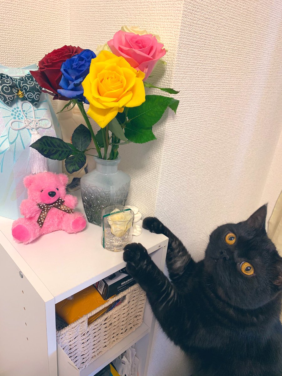 hinaxxpink's tweet photo. お花🥀去年買ったお花屋さんでまた買いました https://t.co/Bwmg9COuTz