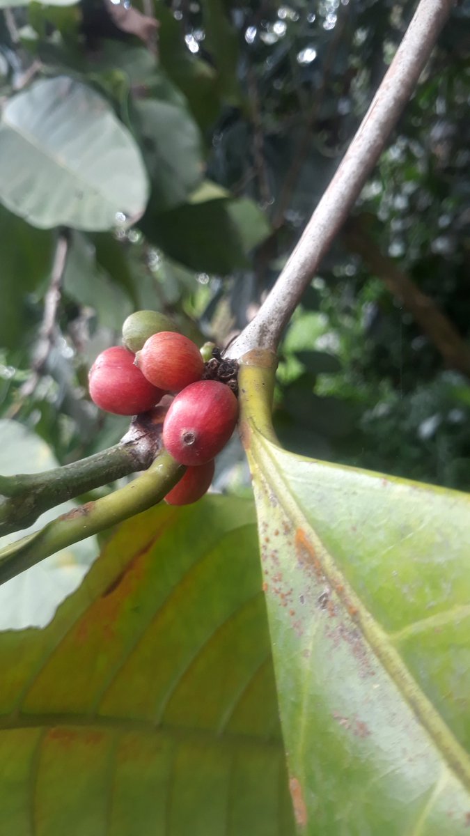 nanank9's tweet photo. Biji Kopi wonosalam jombang https://t.co/gH1FTfKQad