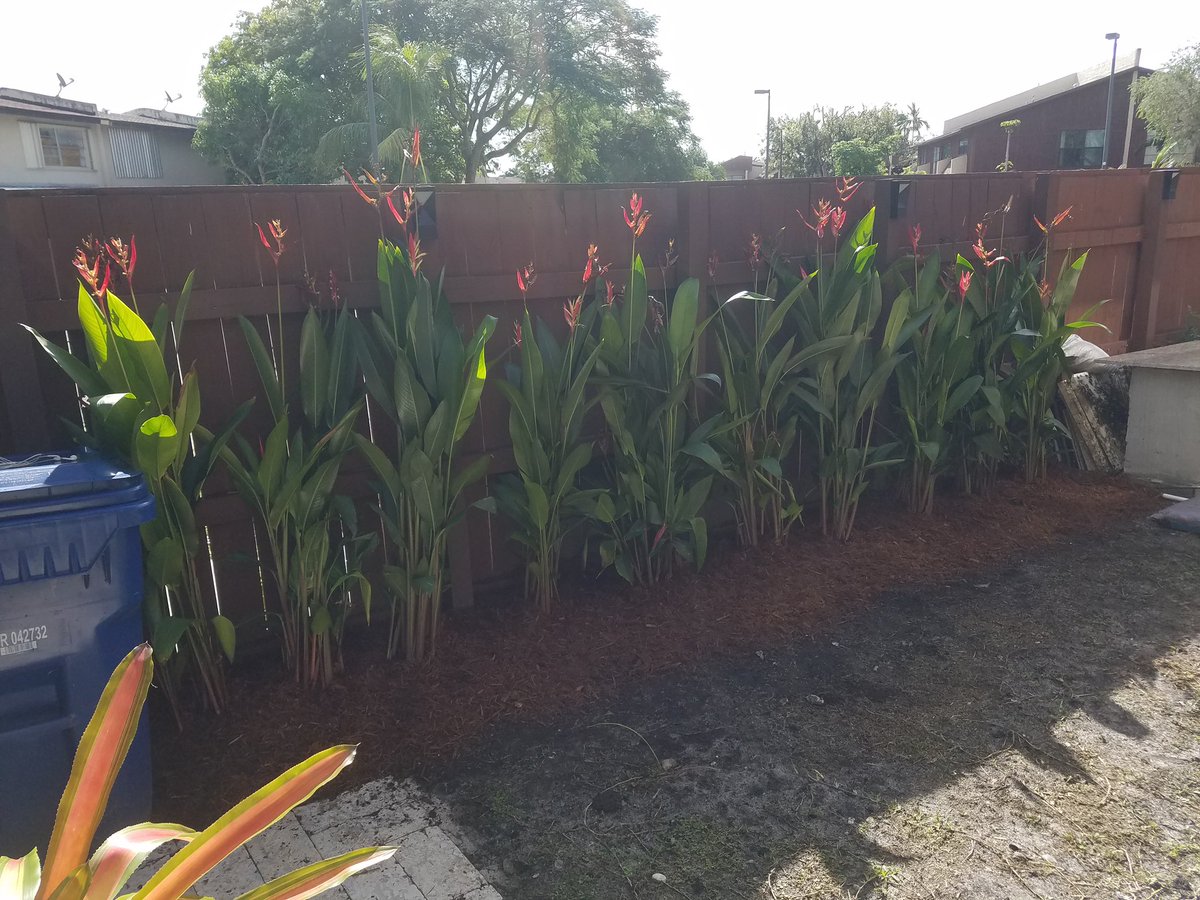 Our first client in RL SOLUTIONS taking our Landscaping services and now she’s super happy 👏🏻🌿. Call or write to us because we have the solutions for you. Follow us on Facebook. Instagram and Twitter. Good bless you 🙏🏻🙏🏻🙏🏻