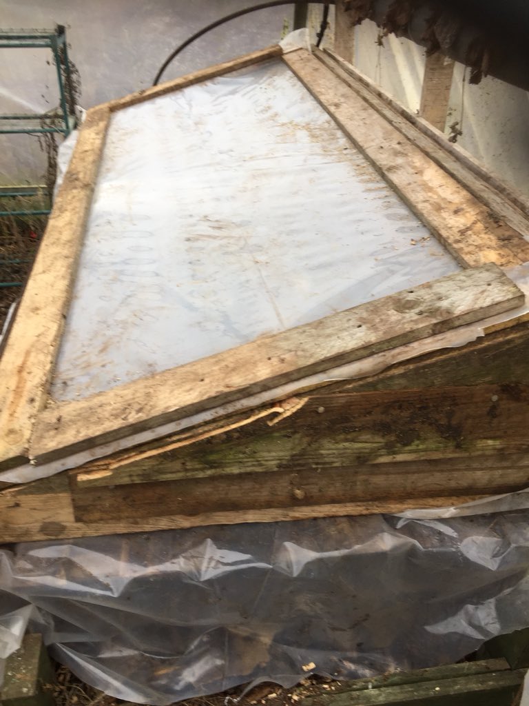 Tomatoes and chillis potted on and enjoying the heat of our hot bed heated by decomposing wood chip and spent coffee granules . Made from old pallets and 2nd hand poly.<a href="/sustcambridge/">Sustain Cambridge</a> #organic #CSA #offgrid #SustainableAgriculture #Cambridge