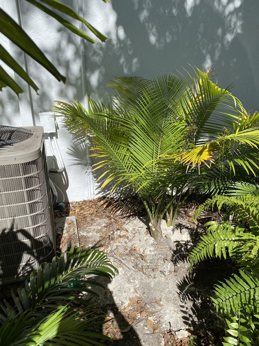 RL SOLUTIONS where your dreams gardens come true by Rupert Landscaping service. Call or write to us because we have the solutions for you. Follow us on Facebook. Instagram and Twitter. Good bless you🙏🏻🙏🏻🙏🏻