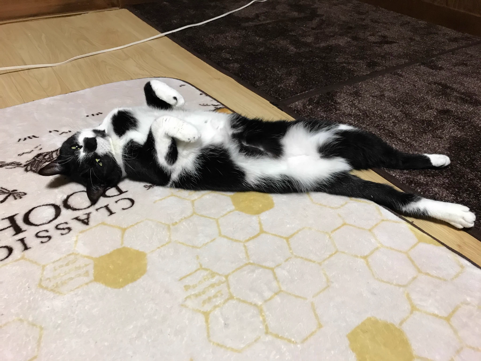 @sekaneko13 ふつーですよふつー«٩(*´ ꒳ `*)۶»
そうそうふつーですし合法ですよ？ 