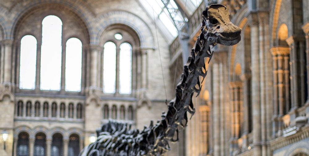 creativecore_uk's tweet photo. Britain's favourite dinosaur is coming to #Rochdale! 🦕 See #DippyOnTour from 10 Feb at #NumberOneRiverside and @Touchstones @RochdaleCouncil @Link4Life We've so enjoyed working on #interpretation design and delivery for this project @DippyOnTour @NHM_London @HeritageFundUK https://t.co/JM5hSaY86u