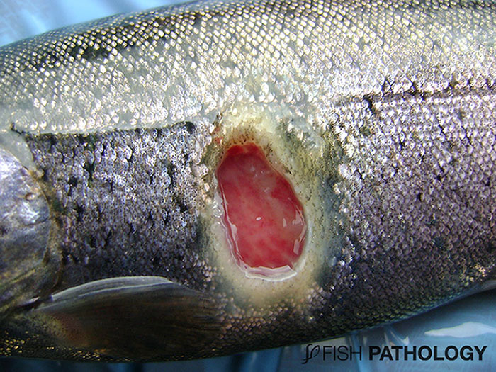 VehiceLab's tweet photo. Una nueva actualización de Flavobacterium Psychrophilum en salmónidos, fue publicada hoy en #FishPathology. Para acceder al artículo completo, hay click en el siguiente enlace: https://t.co/egBx7NFOQH https://t.co/MIXGQsywdk