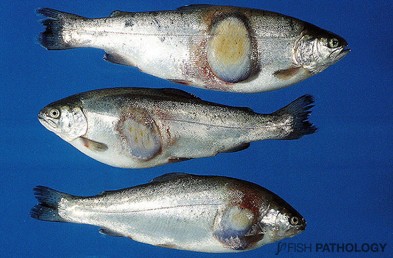 VehiceLab's tweet photo. Una nueva actualización de Flavobacterium Psychrophilum en salmónidos, fue publicada hoy en #FishPathology. Para acceder al artículo completo, hay click en el siguiente enlace: https://t.co/egBx7NFOQH https://t.co/MIXGQsywdk