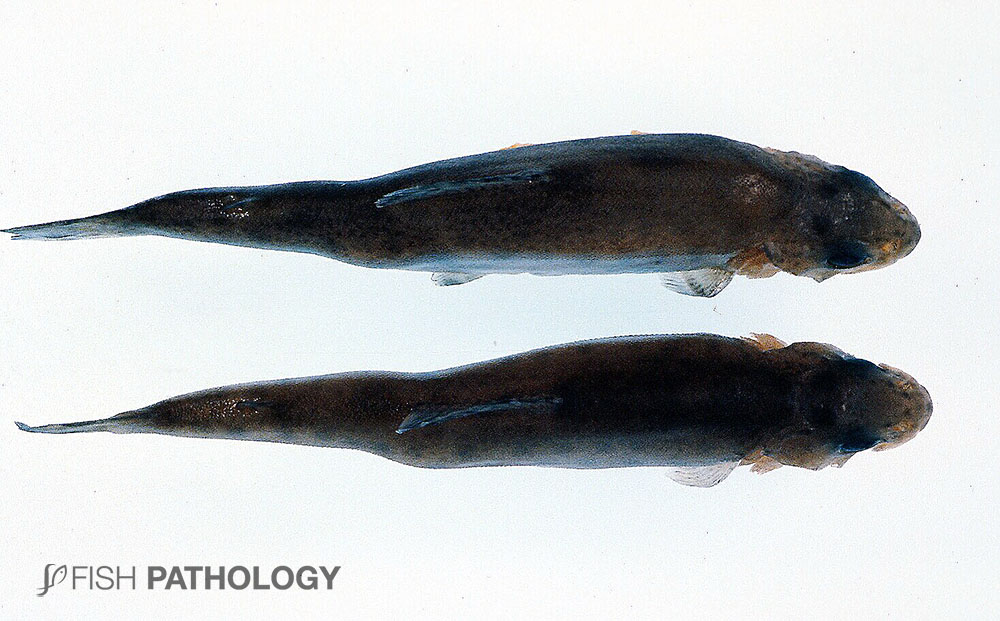 VehiceLab's tweet photo. Una nueva actualización de Flavobacterium Psychrophilum en salmónidos, fue publicada hoy en #FishPathology. Para acceder al artículo completo, hay click en el siguiente enlace: https://t.co/egBx7NFOQH https://t.co/MIXGQsywdk