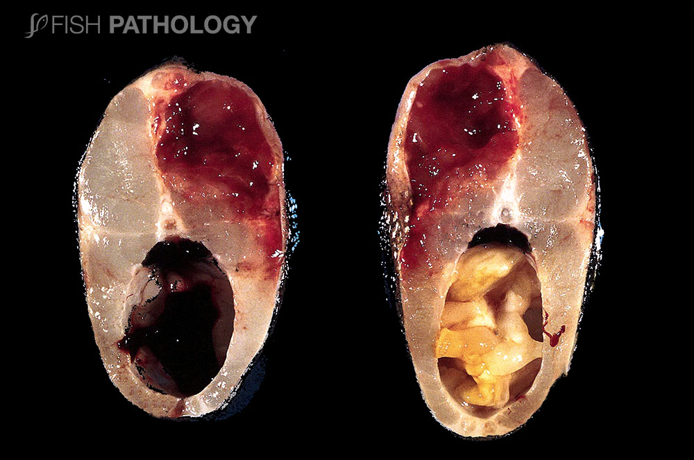 PathologyFish's tweet photo. New publication of "Flavobacterium Psychrophilum In Salmonids – Gross Pathology" in #FishPathology. For more information click on this: https://t.co/6Qx9umuZBs https://t.co/mjlRc2ARly