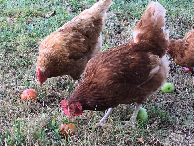 Just a quick heads up that free-range eggs have just been delivered from <a href="/BeechwoodEggs/">Beechwood Eggs</a>. Fresh from the farm.  And that fresh sourdough bread from will be delivered tomorrow morning. We open at 9am on Sat - pop in to purchase. Fresh local produce to kick-start the weekend.