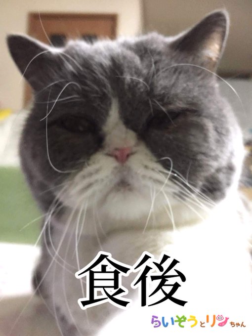 公式 ねこがあらわれた チーム行徒infoさん がハッシュタグ ねこ をつけたツイート一覧 2 Whotwi グラフィカルtwitter分析