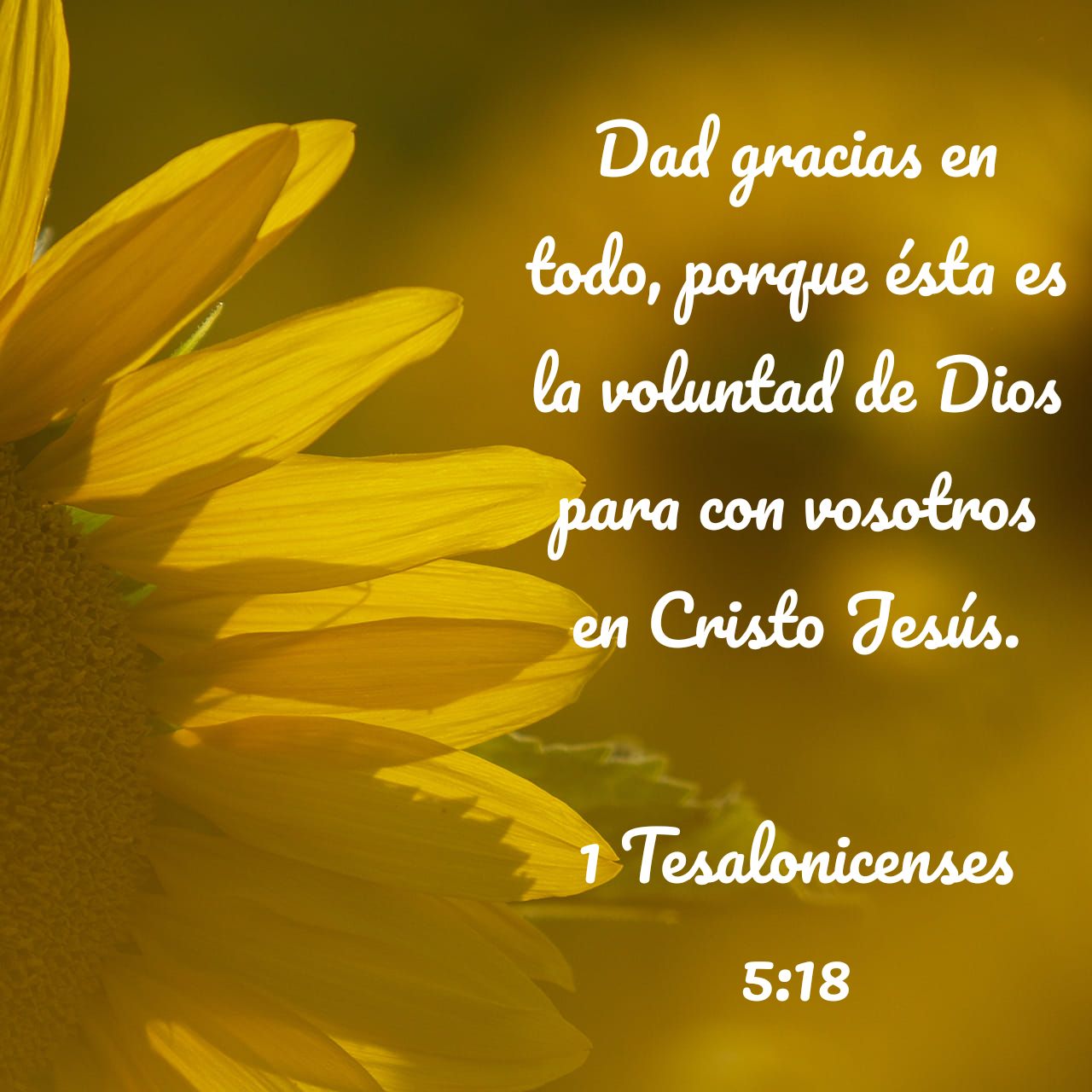 Alejandro Barocio A. on Twitter "Dad gracias en todo, porque ésta es