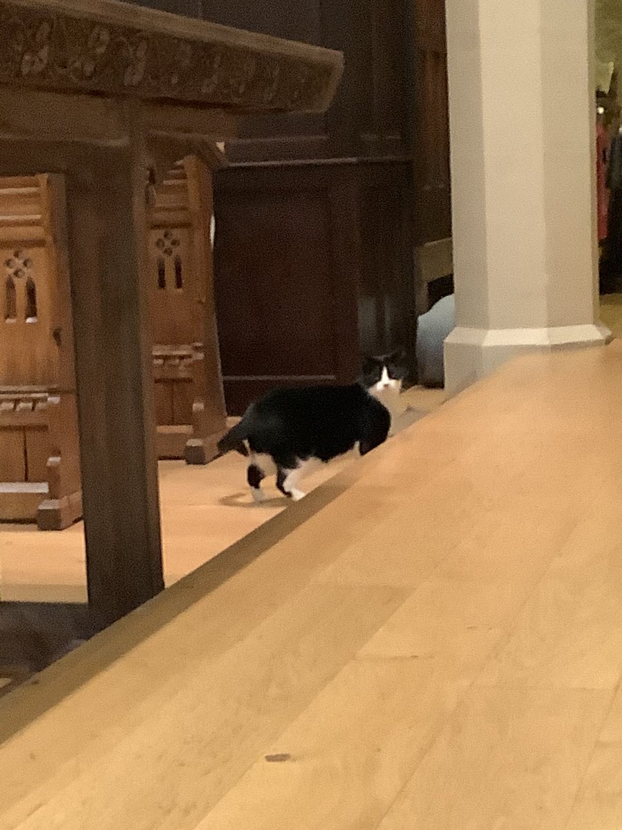 Black and white cat in the distance about to walk up onto the dais, looking back over his shoulder at the camera
