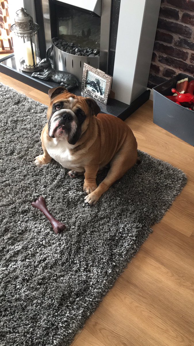 KingdonJulia's tweet photo. #supervet Jusy sobbing  little Molly didn’t even stand a chance. How many other pups from that litter are facing the same fate 😭We have Ron but paid a huge amount of money to get him from a fantastic home bred breeder https://t.co/pWiVHKWU87