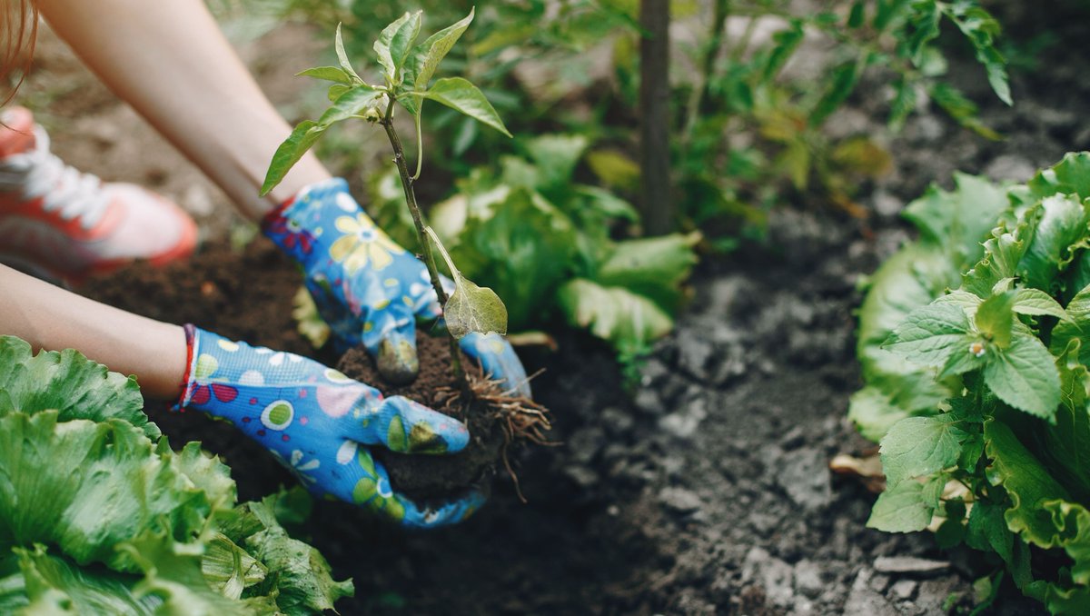 SMARTHOMEza's tweet photo. Make a new yearβs resolution this year that is environmentally conscious. Plant a tree! Trees have many benefits such as reducing stress. #SMARTHOME #GREENHOME #SUSTAINABLELIVING #SUSTAINABLEFUTURE #SAVETHETREES #GREENLIVING #PLANTATREE #GARDEN #ECOLIVING #ECONEWYEARSRESOLUTION https://t.co/ZIbBicI01B