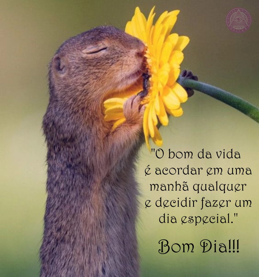 Misticos Online on X: Bom Dia com Alegria!!! Que seja especial # misticosonline #misticos #tarot #tarotonline #bomdia #pazeluz   / X