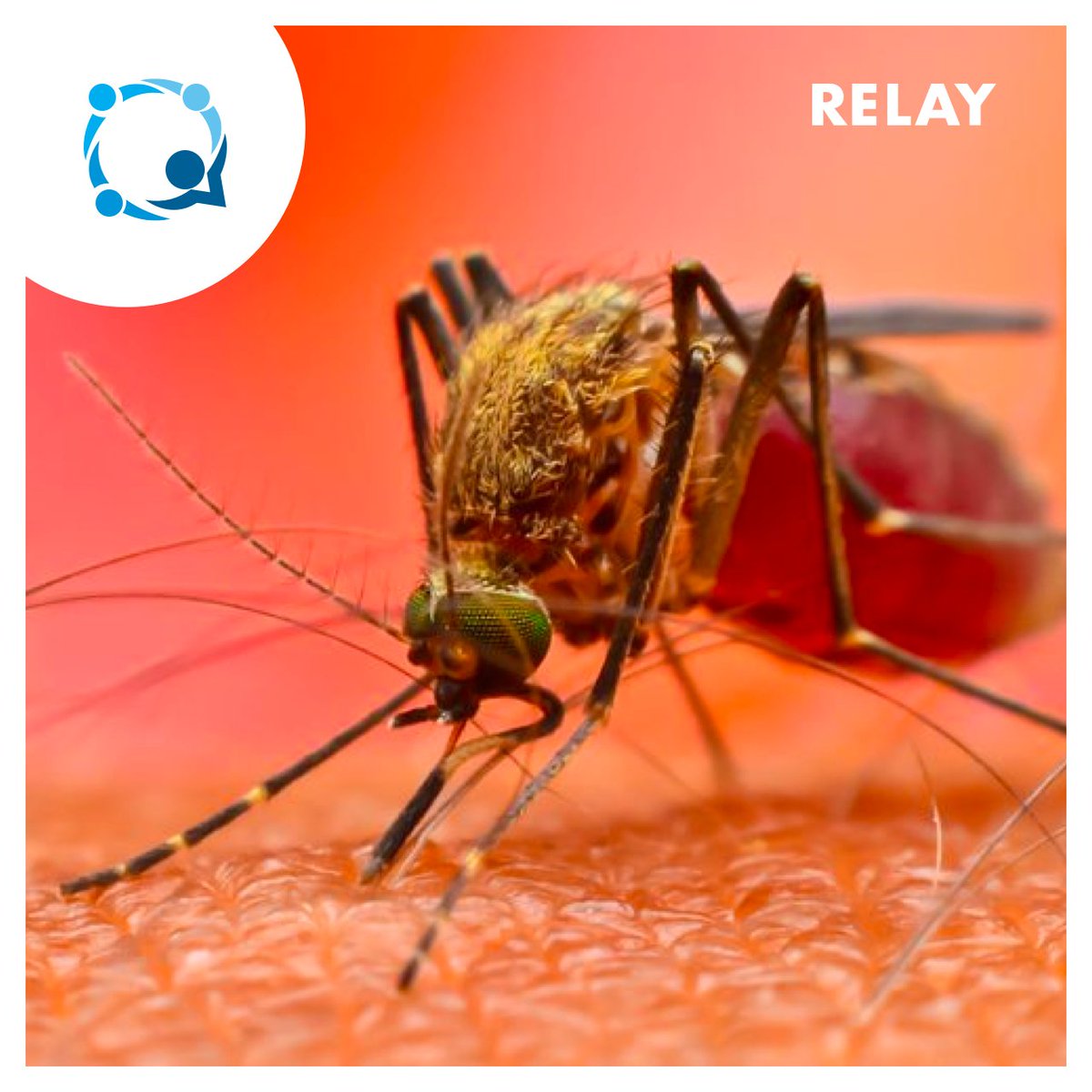 platform_relay's tweet photo. 2 Billion Mosquito Nets Have Officially Been Delivered Worldwide to Fight Malaria
“Insecticide-treated nets are one of the most effective tools in the fight against malaria.”
In a global effort to fight malaria, 2 billion insecticide-treated mosquito nets 
https://t.co/jvYg1cTftK https://t.co/Bw7aAzyBhn