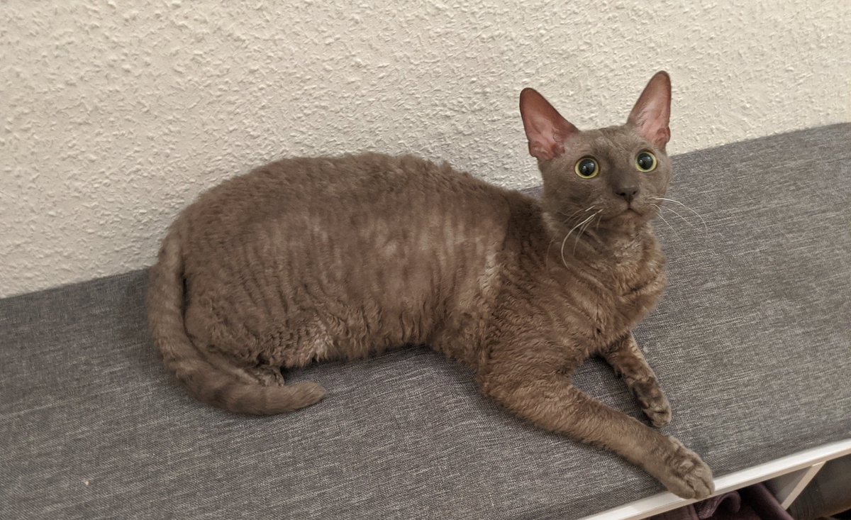 Cat sitting on a bench