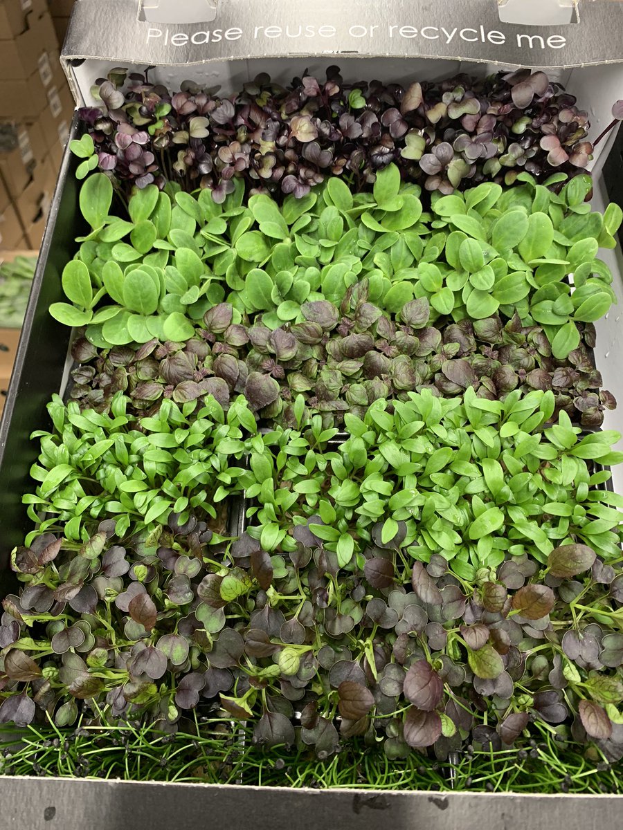 Mixed sakura cress. Lots of other varieties available