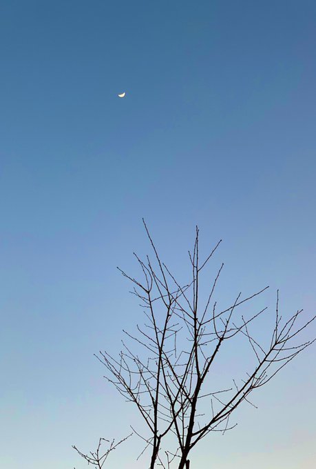 「枯れ木 昼間」のTwitter画像/イラスト(古い順)