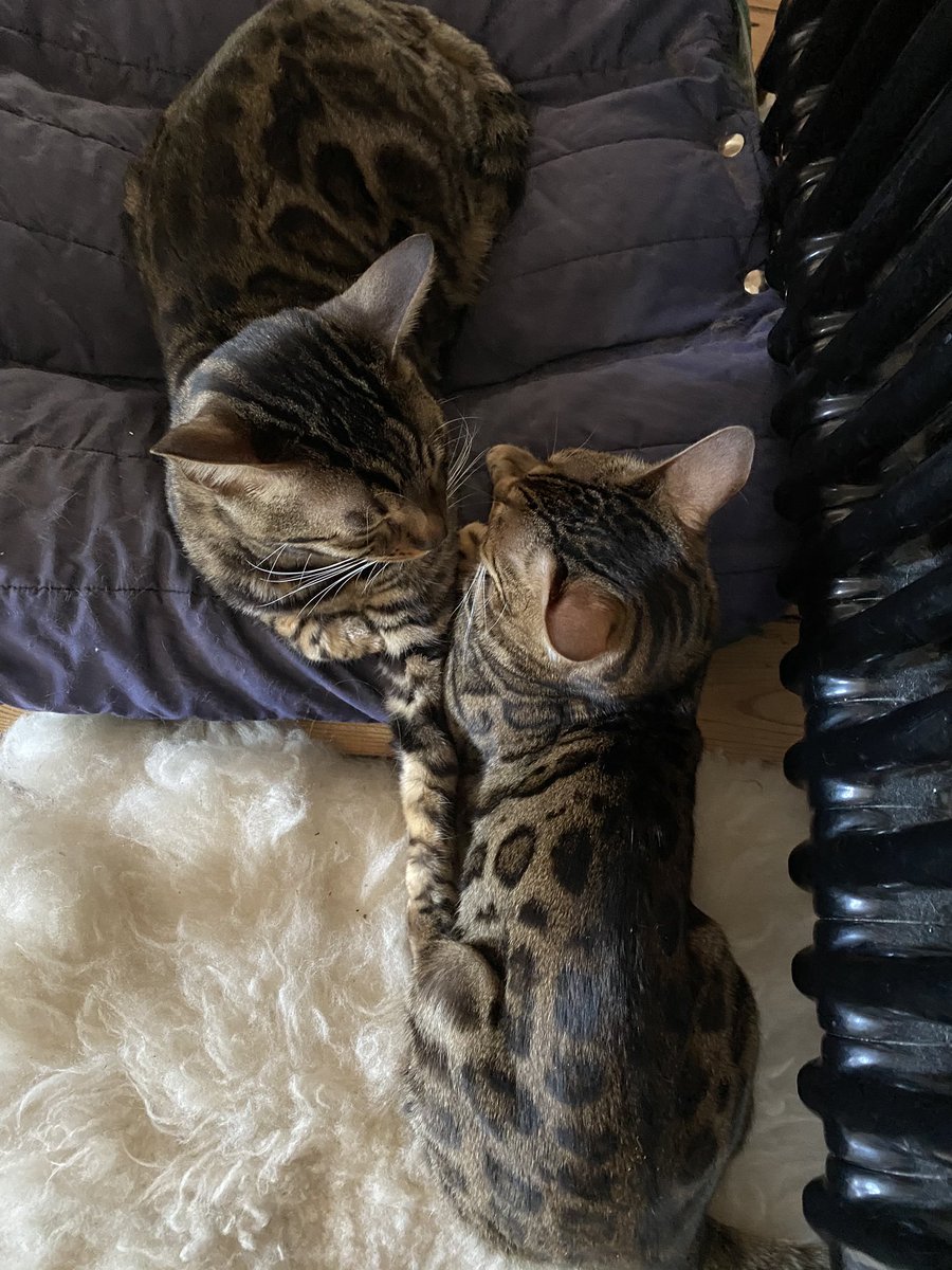 BengalWilma's tweet photo. Hatching plans of chaos & havoc this Friday morning !! 😽🐾😻 #FridayFeeling #TroubleBrewing #SeriousChat #Bengals #CatsOnTwitter https://t.co/DMGdABKz5W