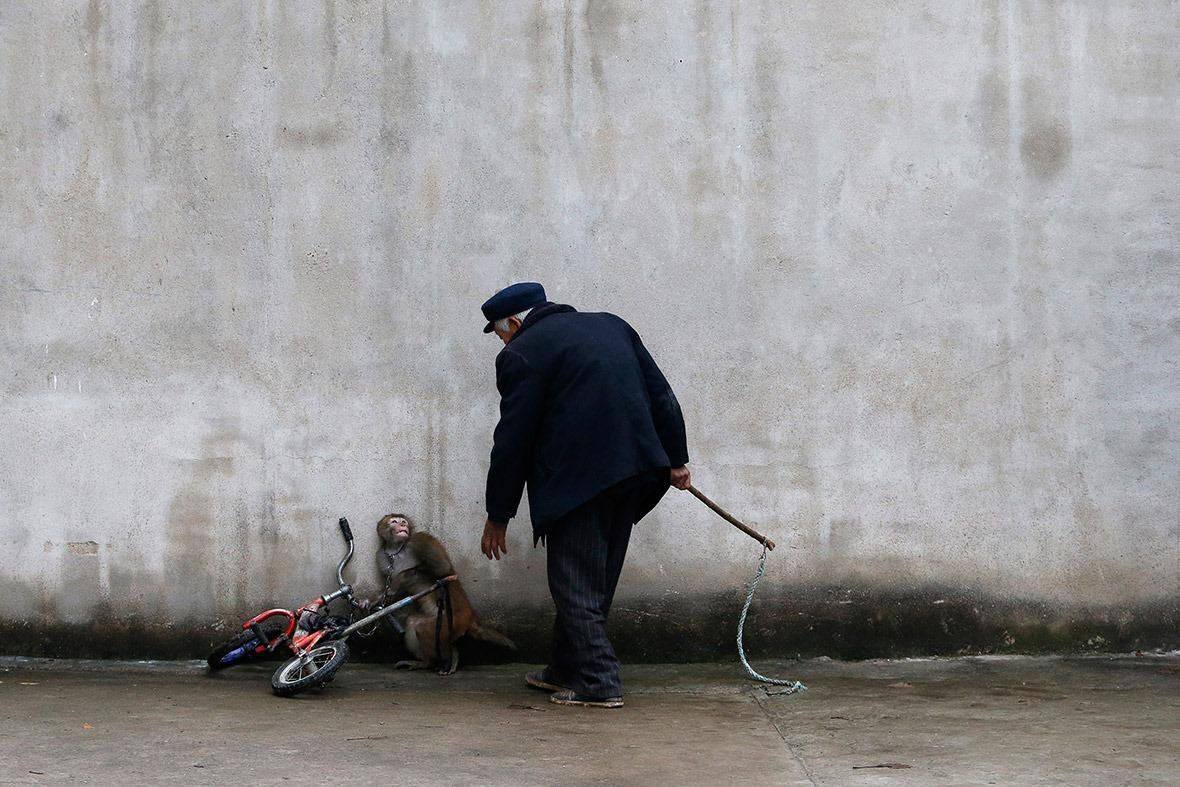 PartidoPACMA's tweet photo. Esta es la cara de terror al ver a su torturador😢
Encadenados, golpeados para someterlos, privados de alimento, encerrados... Los circos humillan a los animales.
¡DI NO A LOS CIRCOS CON ANIMALES! 🎪
 #CircosSinAnimales https://t.co/FAVqudLCXw
