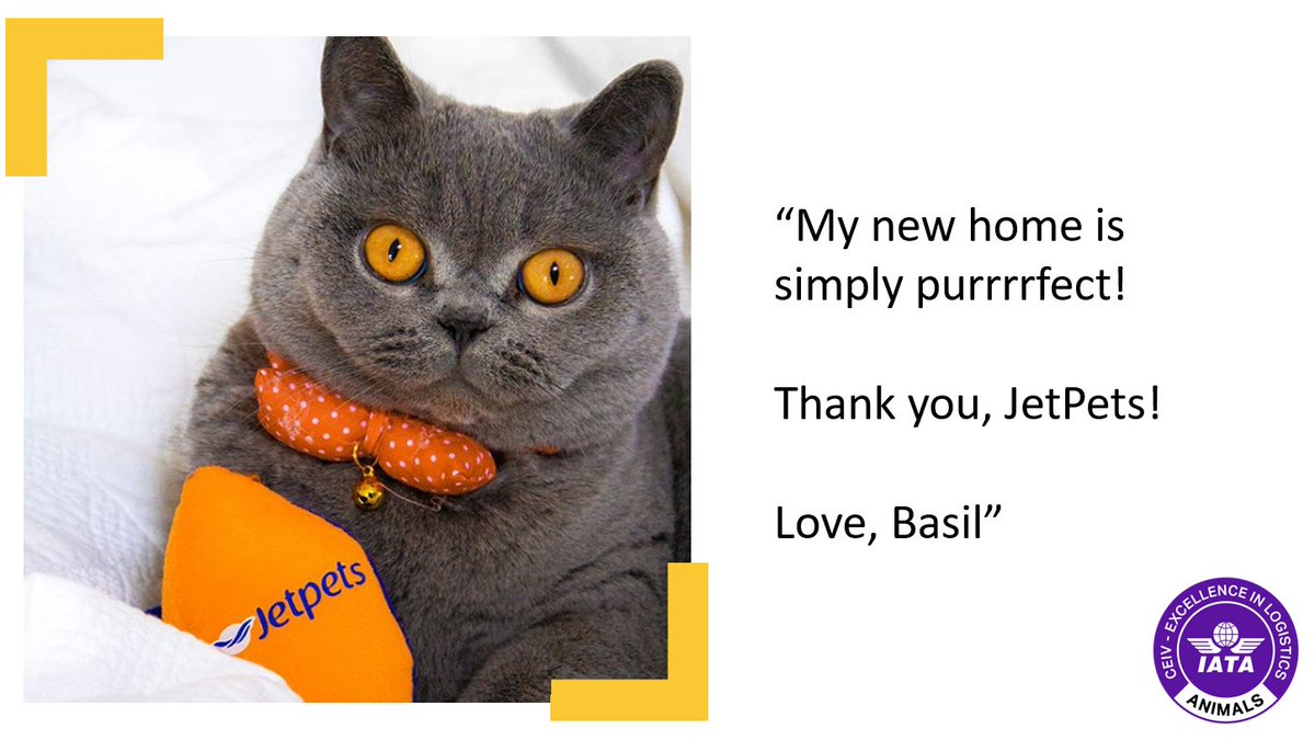 Are Your Pets Travelling With Us From Australia To Europe Including The United Kingdom Jetpets Au Pet Travel Consultants