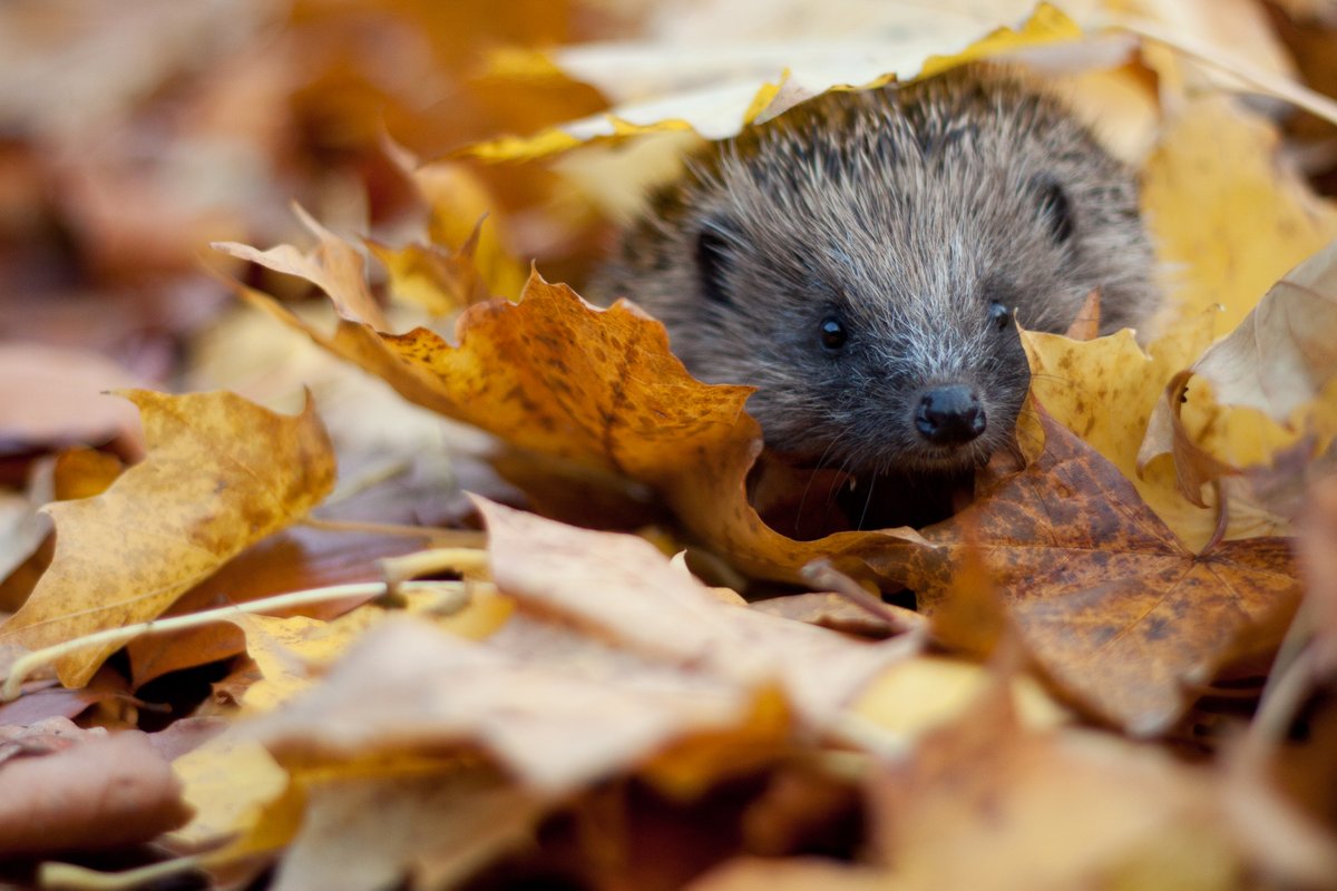 Hedgehog in leaves