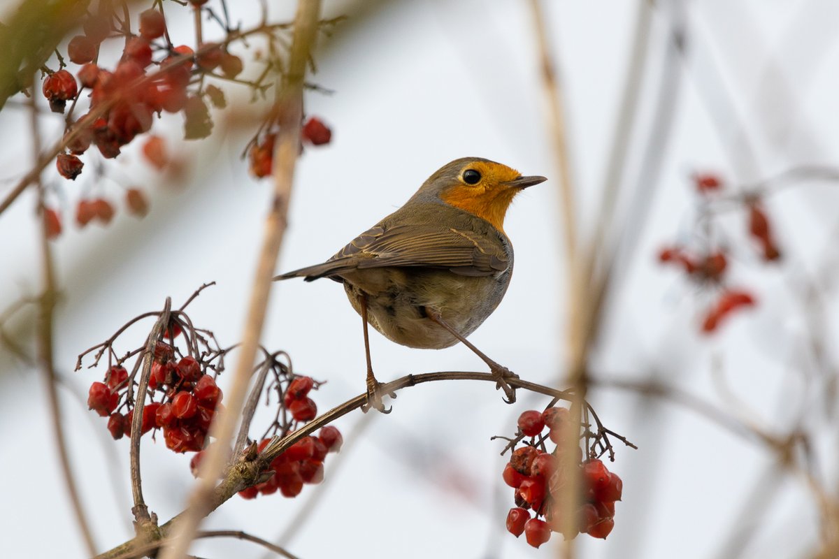 Rotkehlchen auf Beerenstrauch