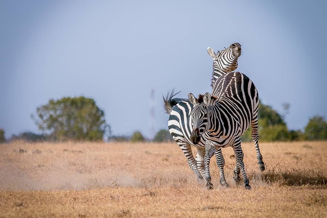 January 31st is International Zebra Day!!🦓 Today more than any day lets celebrate these beautiful creatures especially those most endagered - The Grevy's Zebra! Happy National Zebra Day! #nationalzebraday #grevyszebra #zebraday