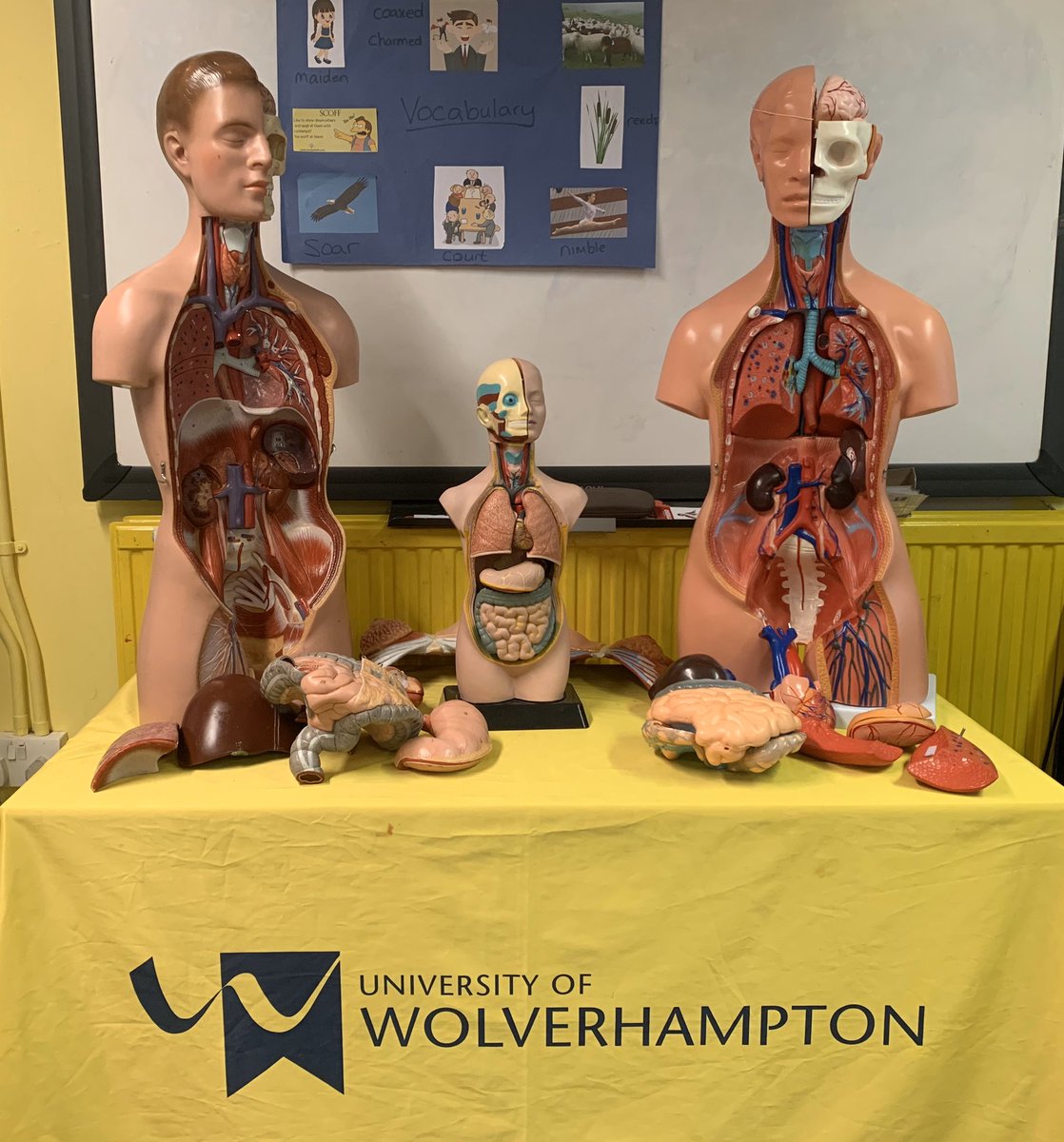 STEMResponseWLV's tweet photo. Do you know What’s #Inside YOU?
Year 3 and 4 are about to delve into the science of the #human #body with our most popular “What’s Inside Me?” workshop!
@WLVsci_eng @STEMLearningUK @DrKhechara @wlv_uni #stem #science #biology #bodypuzzle https://t.co/sNUfUdyecd