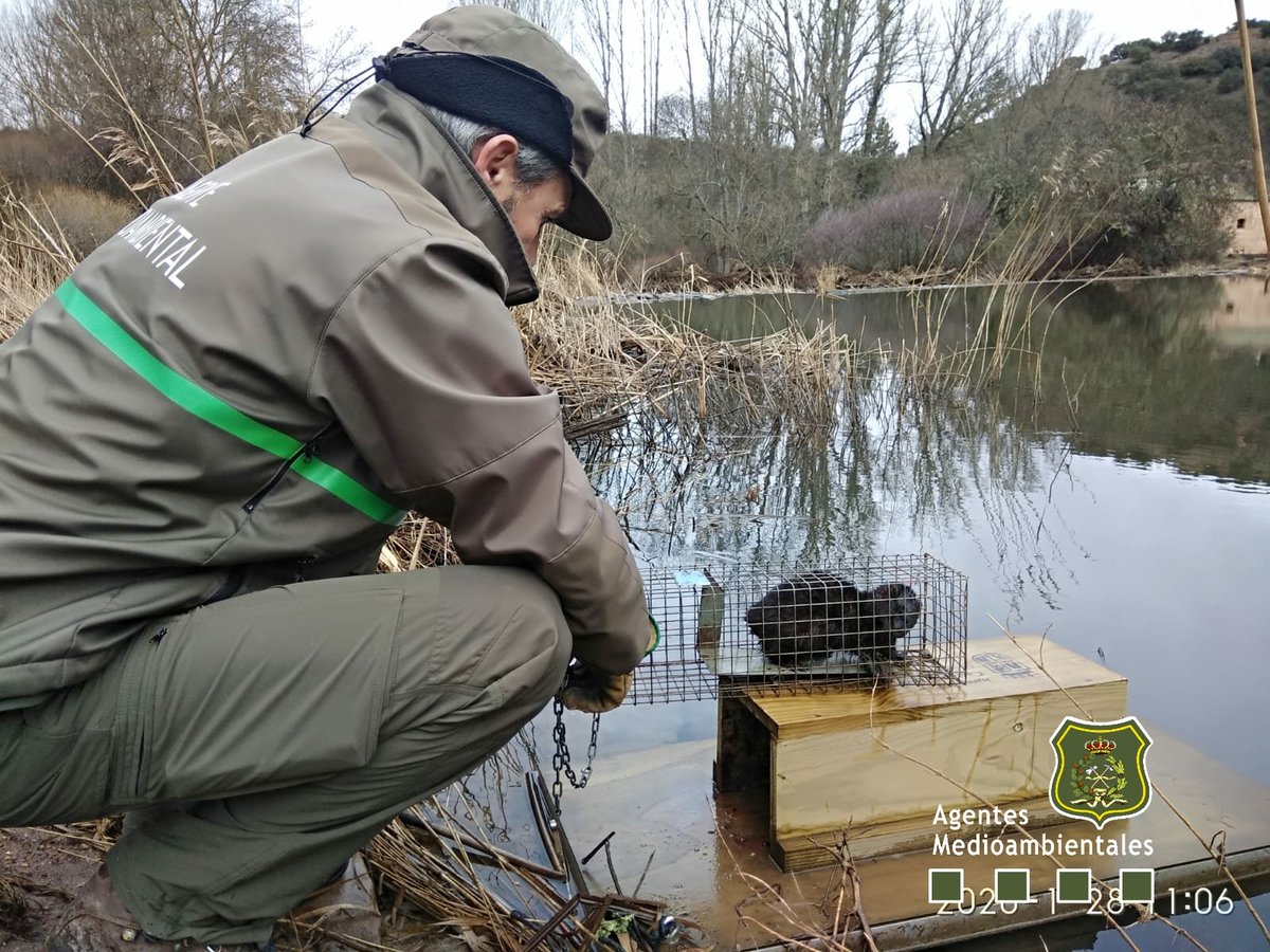 Agente Medioambiental con trampa de captura de visón americano
