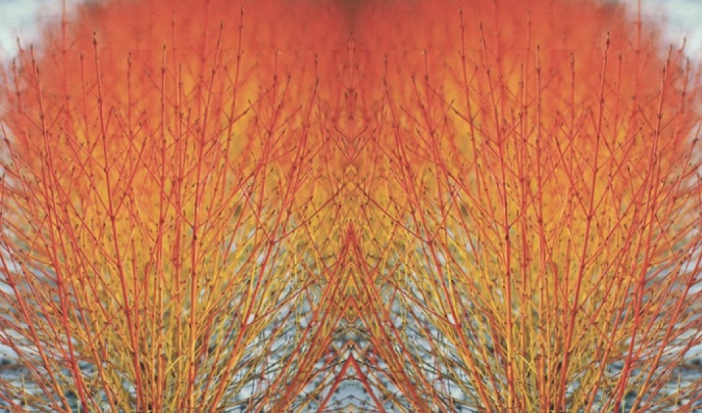 ShootGardening's tweet photo. Cornus sanguinea 'Magic Flame' (Dogwood) https://t.co/GZEMkKJA4U  is an upright, deciduous #shrub with large, ovate, mid-green leaves turning bright red in autumn and bright orange, red, and yellow winter #stems #garden #plants https://t.co/nzsfcff6pC