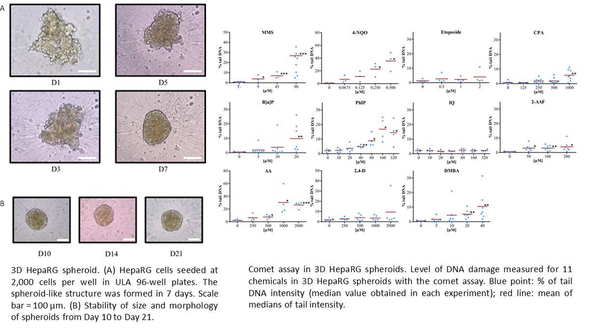 3D HepaRG spheroid cells show promise for the in vitro study of genotoxic responses of drugs and environmental contaminants.
#biotech #HepaRG #genotoxicity #invitro #biopredic #wepredic