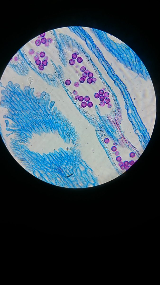 NicolaEcol's tweet photo. Some of the varied things year 1 wildlife ecology and conservation degree students @UC_Sparsholt have been doing in the last 2 weeks #hedgelaying #habitat #scicomm #STEMeducation #microscopy #IDSkills https://t.co/gHxyXD2hQL