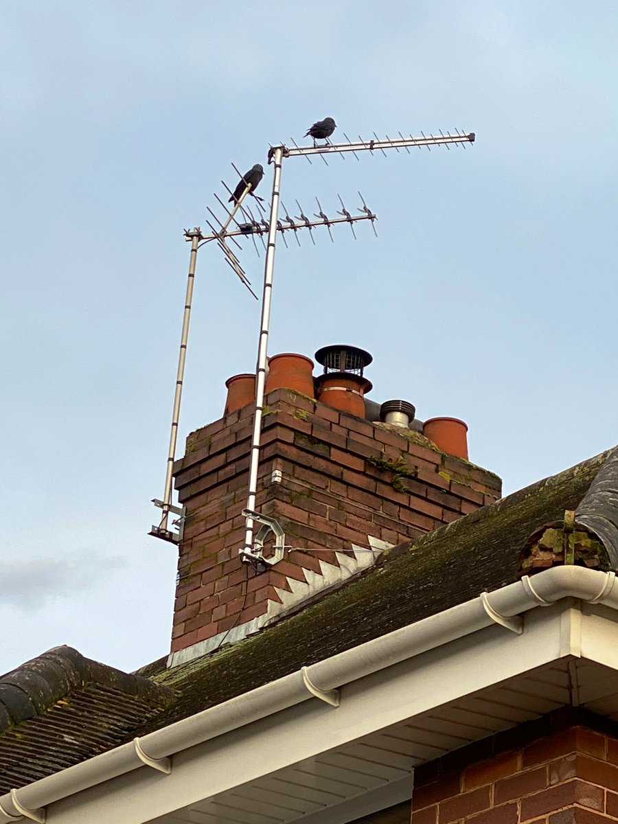 exetersweep's tweet photo. #jackdaws eyeing up chimneys to nest in! Have you got adequate bird proofing on your #chimneystack? #chimneysweep #exeter https://t.co/DnwPUkS6IJ