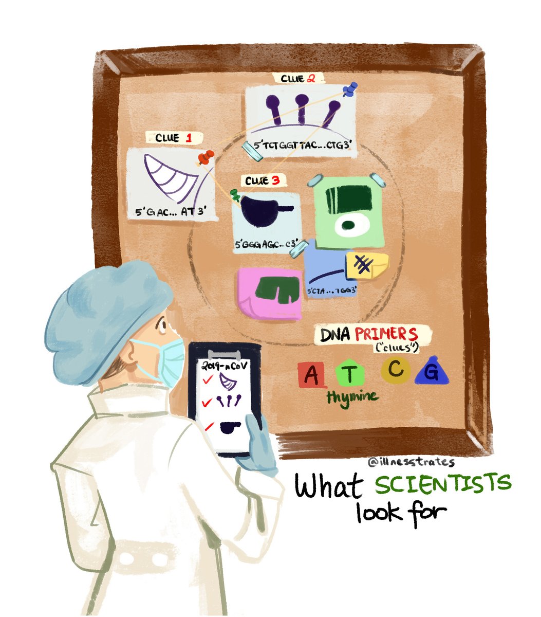 How to find your coronavirus, an extremely simplified explanation - a thread

#MedTwitter #sciencetwitter #WuhanCoronavirus #scicomm #sciencetwitter #sciengage #sciart #medtwitter #illustration #STEMartists