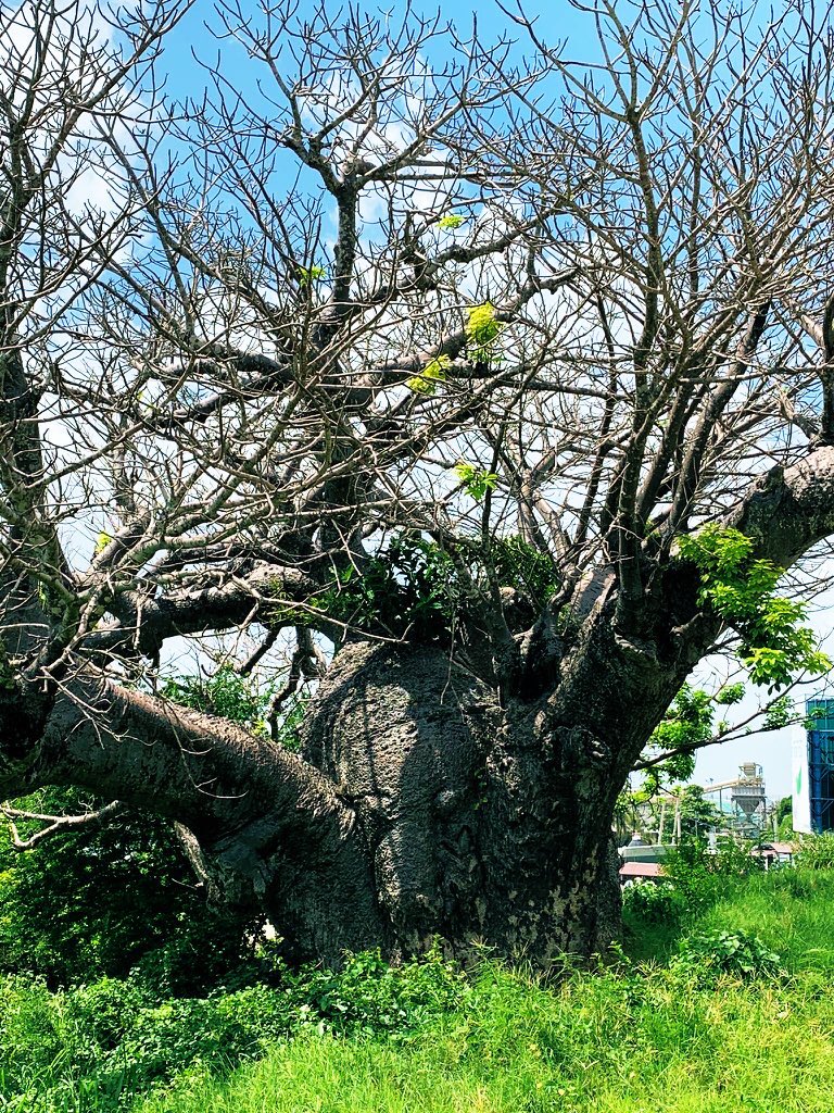 Mama Ngina Historical Waterfront Park is known for its massive boababs, a symbol of the Swahili communists of Mombasa’s settlement. Whenever at Mama Ngina, please treat them with the respect they deserve. Karibuni Mombasa.. 
#BeautifulMombasa 
#MombasaRaha 

📸 <a href="/ckimk/">Captain Kimani</a>