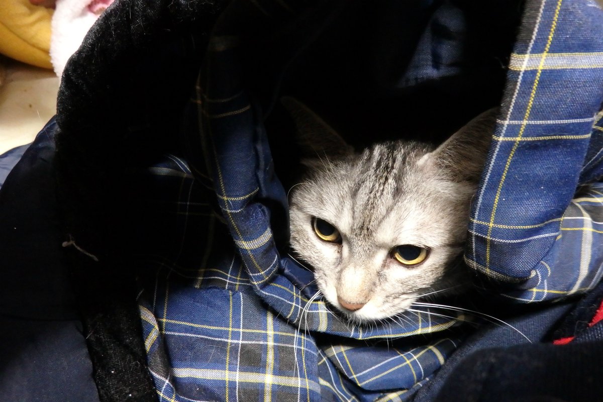 Uzivatel まゆげ恋二郎 Na Twitteru どんぶく潜伏猫 どんぶく 仙台等で使われる方言で半纏 はんてん のこと Uzivatel まゆげ恋二郎 Na Twitteru どんぶく潜伏猫 どんぶく 仙台等で使われる方言で半纏 はんてん のこと