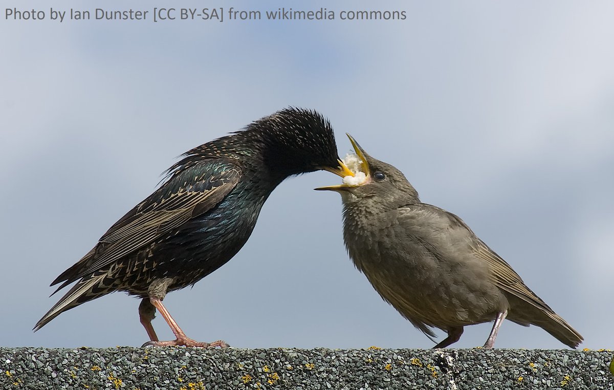 An adult European starling feeding a chick. Photo by Ian Dunster from wikimedia commons