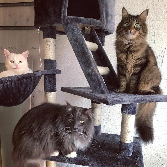 junkc4t's tweet photo. Time for a selfie with the squad 😎😺
#catsofinstagram #catsofig #catstagram #cat #caturday #kitty #meow #instacats #kittensofinstagram #prettykitty #ig_world_cats #catlover #cats_of_world #kittens #trendscat #catlife #catfeature #catlove #catsofworld … https://t.co/kGWZpltN8H https://t.co/ugXfcaRSWi