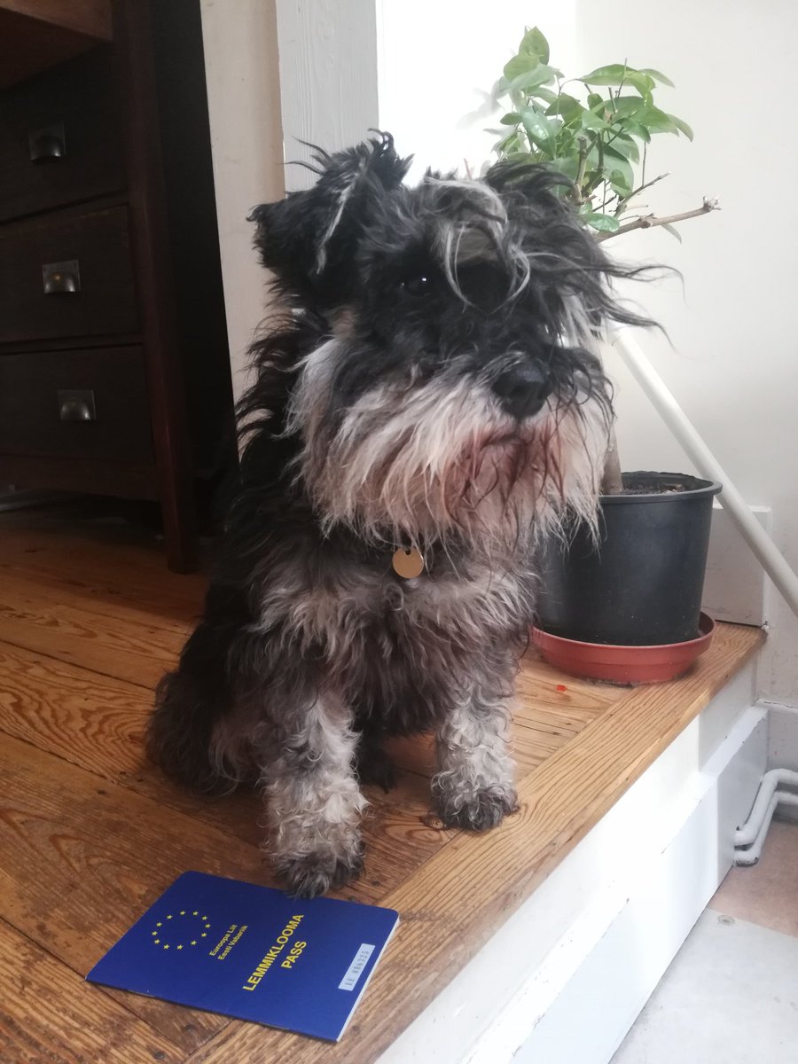 ViderJaanika's tweet photo. Mr Poirot is ready #EUdogs #dogsagainstBrexit https://t.co/Z0HQ0mzdIf