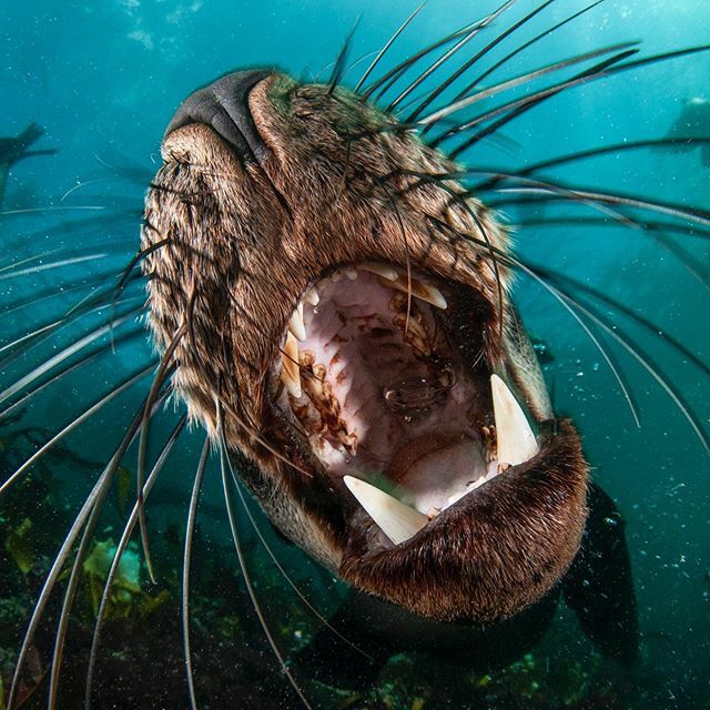 animalocean's tweet photo. Playing with Cape Fur seals never gets old. Dispute the big teeth they are friendly and curious, especially when they see a reflection in a dome port. Theyโve scratched quite a few domes !! #sealsnorkeling #capefurseal #animalocean https://t.co/qmNqjNXFcq https://t.co/vAxEJWazzX